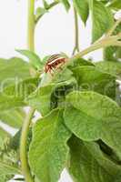 Colorado potato beetle