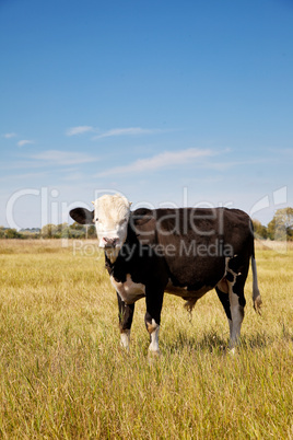 Cow