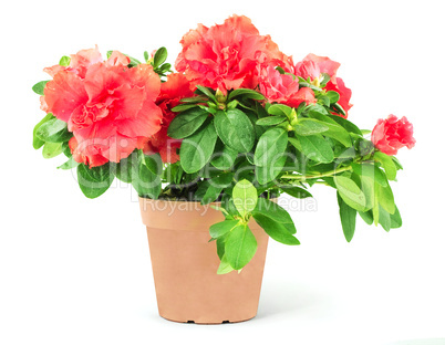 Flower in a flowerpot