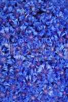 Beautiful spring flowers blue cornflower on background