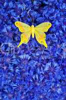Spring blue cornflower with yellow butterfly