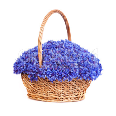 Beautiful blue cornflowers in a basket