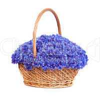 Beautiful blue cornflowers in a basket