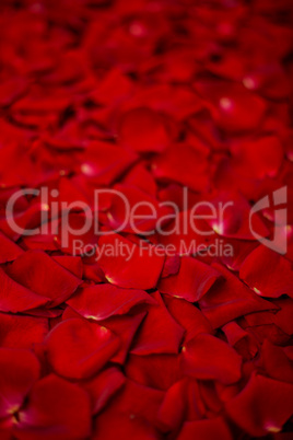 Background of red rose petals