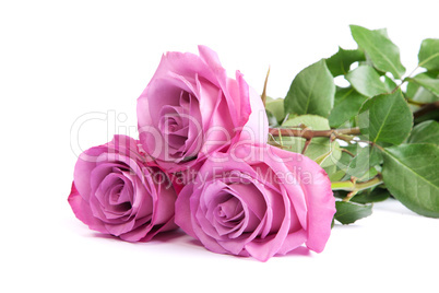 Three fresh pink roses over white background