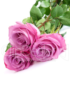 Three fresh pink roses over white background