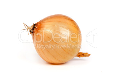 One onion, isolated on white