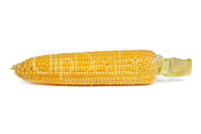 Fresh uncooked corn on the cob