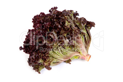 Fresh red Lettuce isolated on white