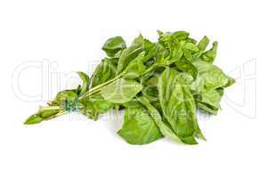 Fresh green basil leaves on white background