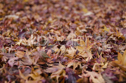 Background of japanese maple leaves in autumn