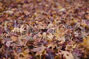 Background of japanese maple leaves in autumn