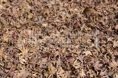 Background of japanese maple leaves in autumn