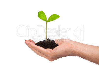 Male hand hold a small sprout and an earth handful