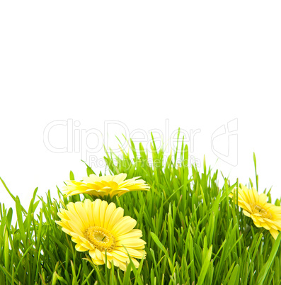 Isolated green grass with yellow flowers