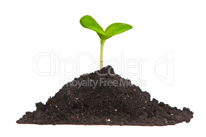 Heap dirt with a green plant sprout isolated