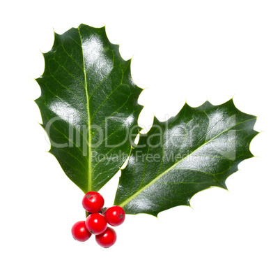 holly leaves and berries isolated on a white background