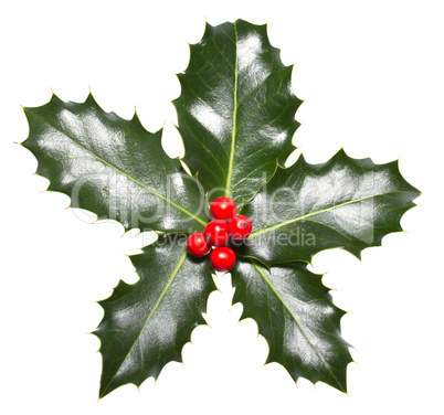 holly leaves and berries isolated on a white background