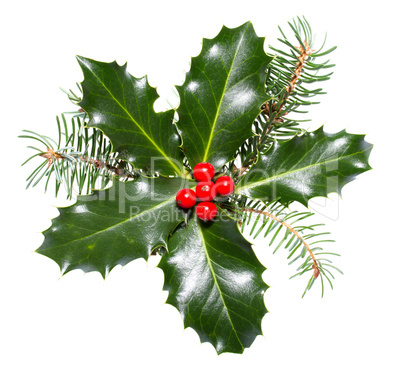 holly leaves and berries isolated on a white background