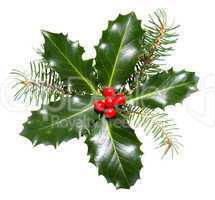 holly leaves and berries isolated on a white background