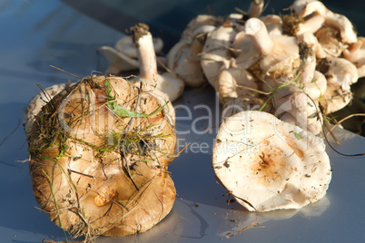 mushroom harvest