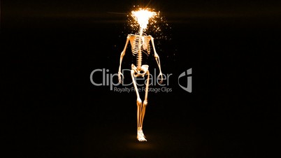 Skeleton appears and becomes fully formed human