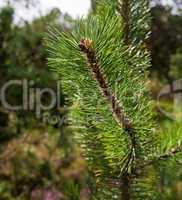 pine branch