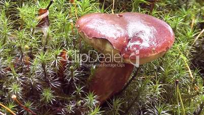 Maronen-Röhrling (Boletus badius)