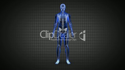 Full human body scan showing skeleton wth copy spaces