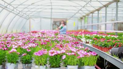 Employee and customer walking through greenhouse