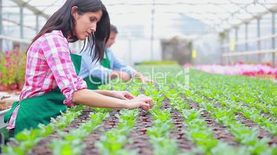 People working in greenhouse