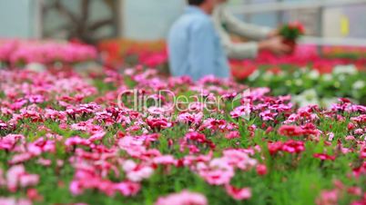 Customer and assistant standing at the greenhouse