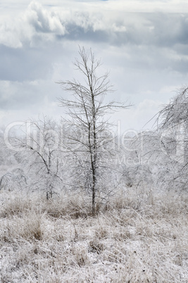 Winter Landscape