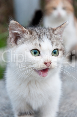 Little kitten in the yard