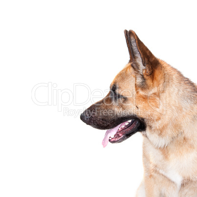 German shepard dog