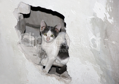Cat in the Hole.