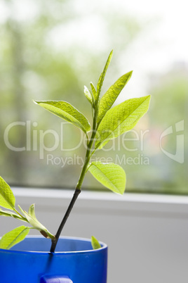 Green plant in a bowl close up