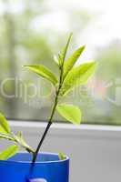 Green plant in a bowl close up