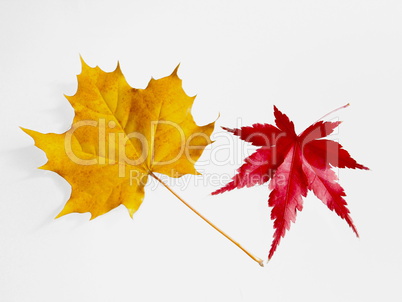 yellow planetree leaf and red maple tree leaf isolated on white