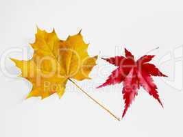 yellow planetree leaf and red maple tree leaf isolated on white