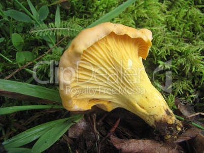 beautiful and yummy chanterelle in natural habitat