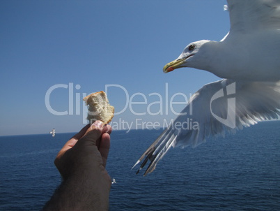 seagull feeding - seagull escorts ferry, waiting for some bread