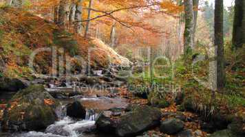 mountain stream runs through the forest in autumn colours