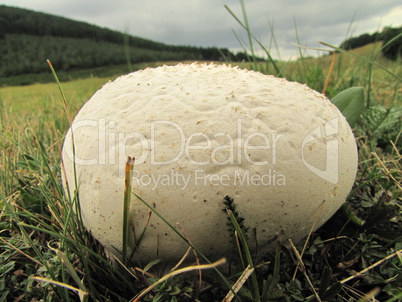 giant eatable, delicious puffball is waiting to be picked up