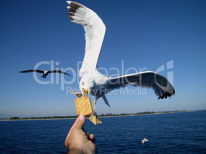 seagull feeding - very friendly seagull takes cooky from man s hand