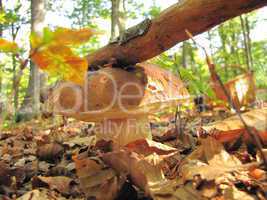 eatable boletus in natural habitat with a branch on it s cap