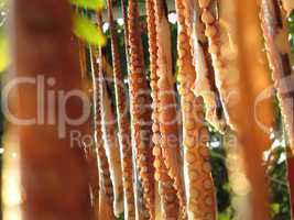 octopus drying in the sun and wind, before before bake on barbecue, Thassos, Greece