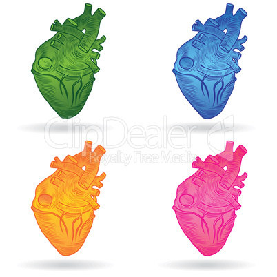 Vector button or icon of a human heart