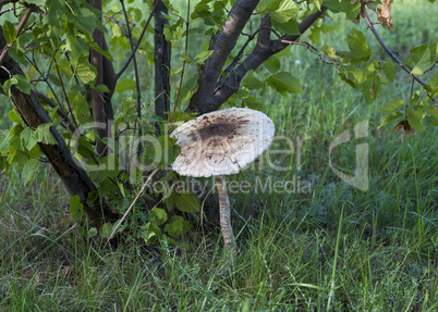 Mushroom on the forest background.