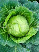 Big head of cabbage